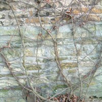 Virginia Creeper